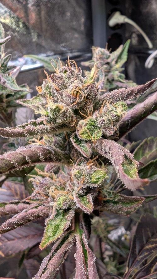 Papaya Cookies Auto Fast Buds. Week 9 - Day 57