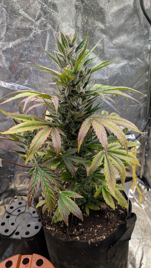 Auto Super Skunk - Sensible Seeds. Week 10 - Day 64