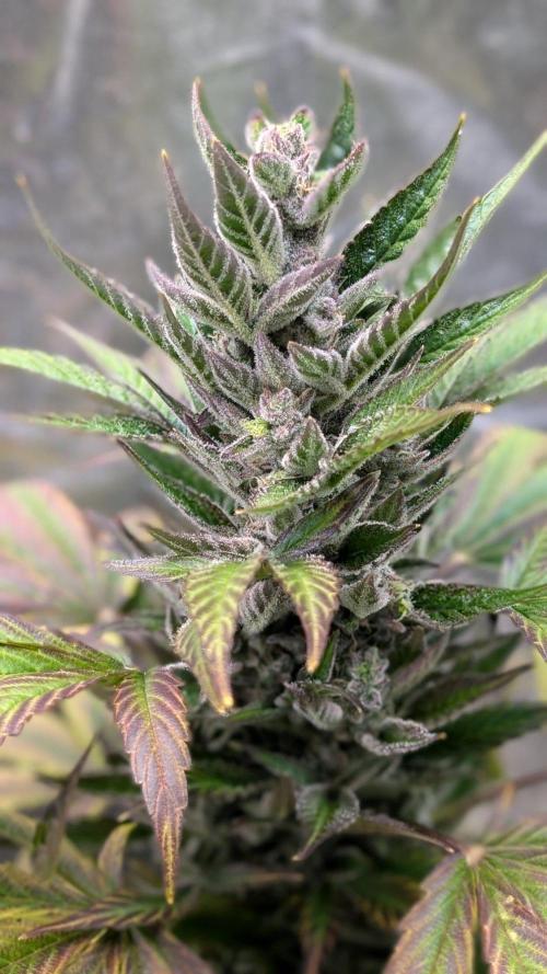 Auto Super Skunk - Sensible Seeds. Week 10 - Day 64