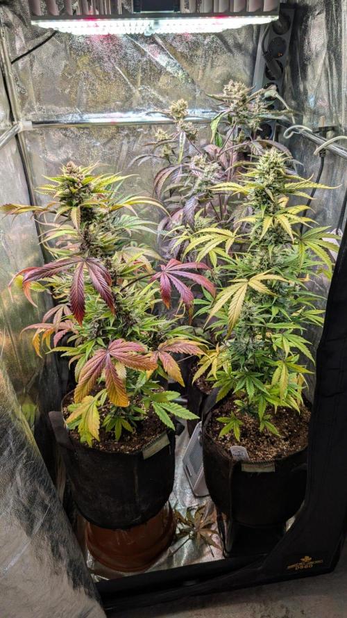 Crystal Candy XL Auto - Sweet Seeds. Week 9 - Day 57