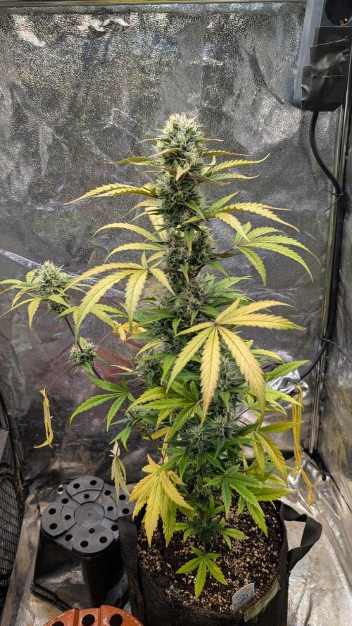 Crystal Candy XL Auto - Sweet Seeds. Week 9 - Day 57