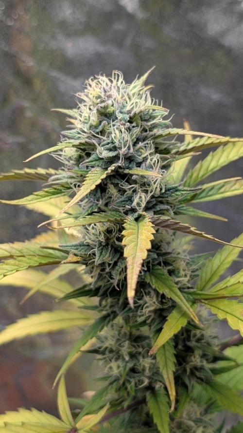 Crystal Candy XL Auto - Sweet Seeds. Week 9 - Day 57