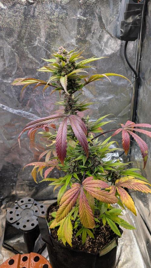 Diablo Rojo XL Auto - Sweet Seeds. Week 9 - Day 57