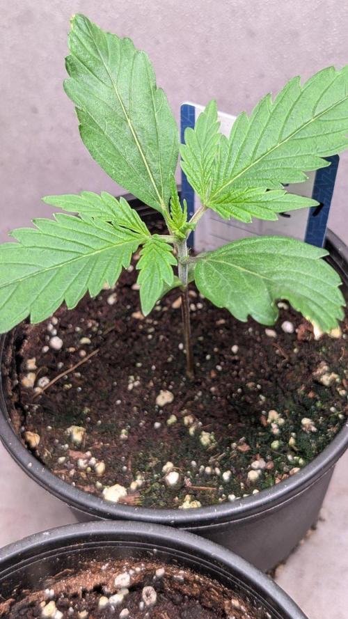 Mango Cherry Runtz. Week 2 - Day 13