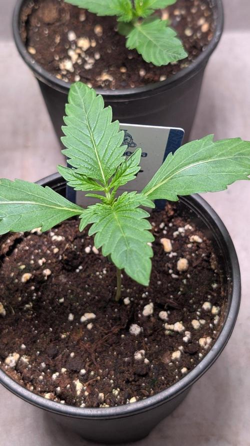Banana Frost. Week 2 - Day 13