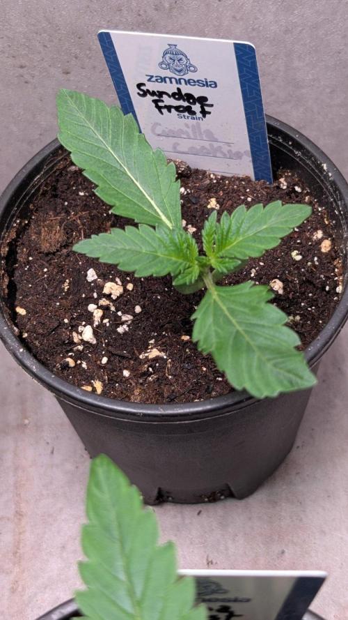 Sundae Frost. Week 2 - Day 13