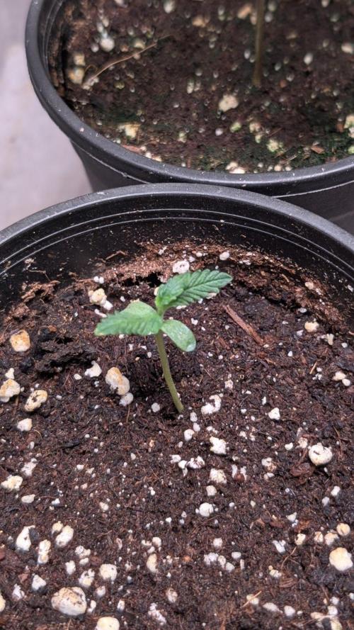Purple OG Punch. Week 2 - Day 9