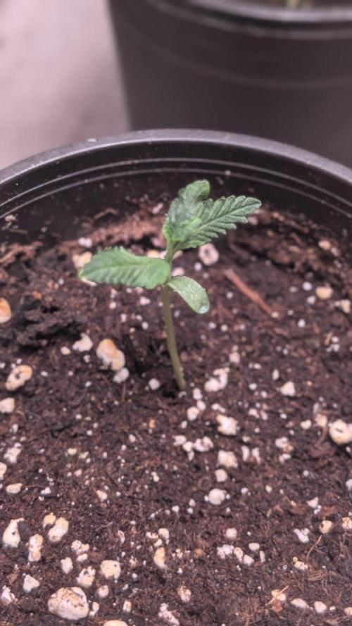 Auto Purple OG Punch. Week 2