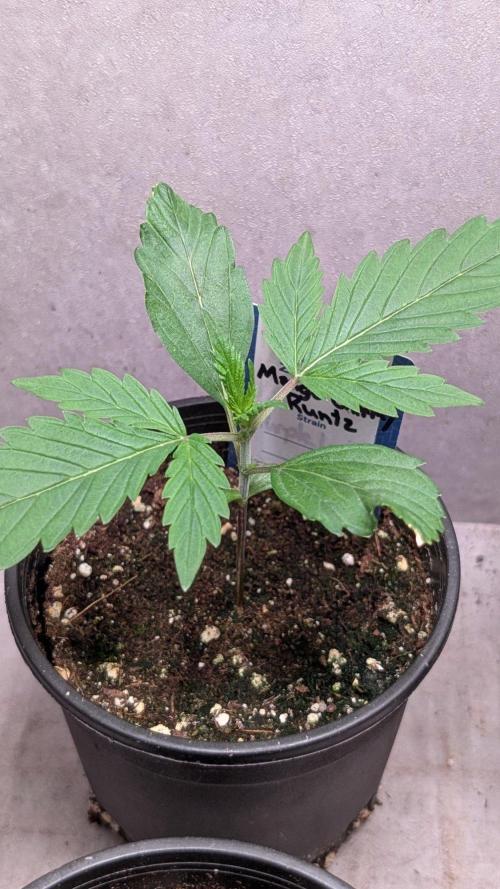 Mango Cherry Runtz. Week 2 - Day 14