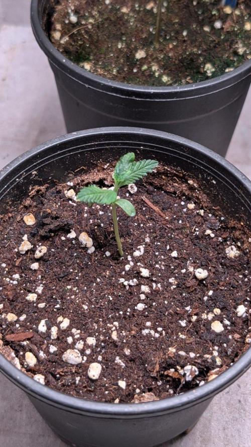 Purple OG Punch. Week 2 - Day 10