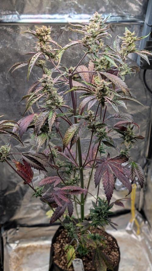 Papaya Cookies Auto Fast Buds. Week 9 - Day 60