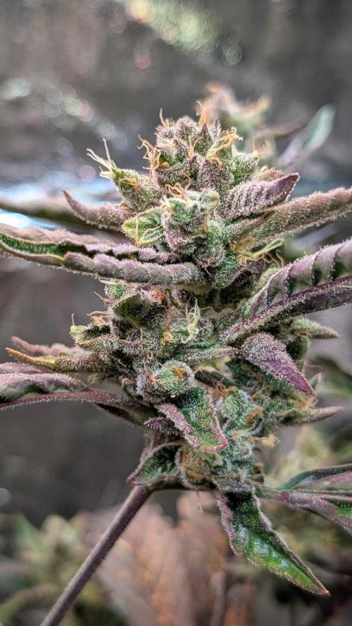 Papaya Cookies Auto. Week 9