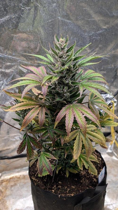 Auto Super Skunk - Sensible Seeds. Week 10 - Day 67