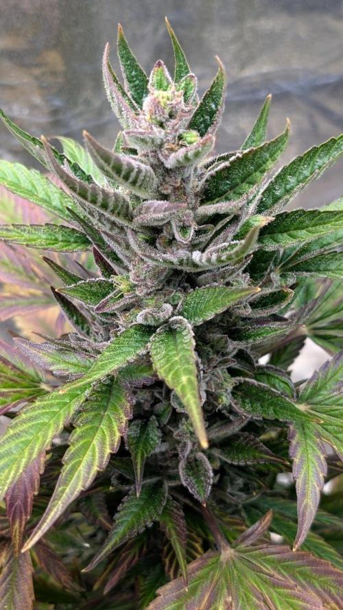 Auto Super Skunk. Week 10
