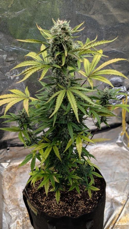 Crystal Candy XL Auto - Sweet Seeds. Week 9 - Day 60