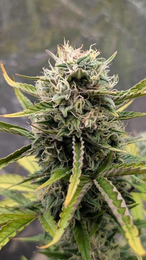 Crystal Candy XL Auto. Week 9
