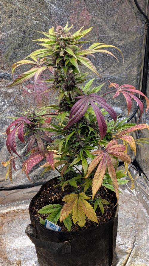 Sweet Seeds - Diablo Rojo XL Auto by Suemchen