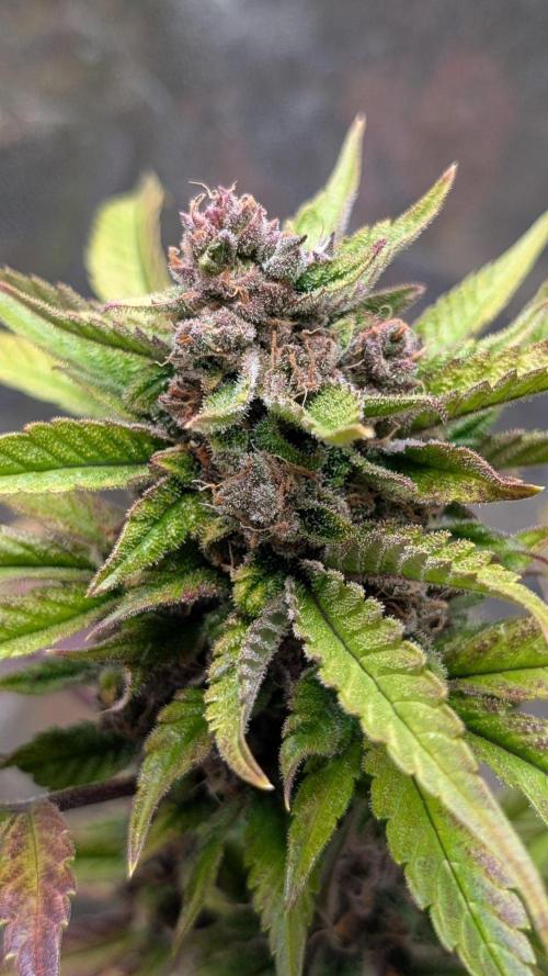 Diablo Rojo XL Auto. Week 9