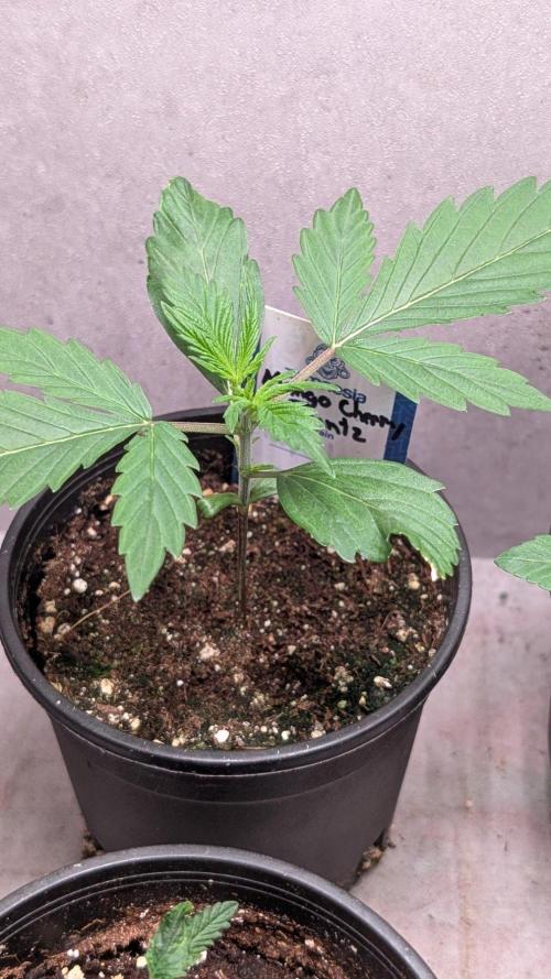 Mango Cherry Runtz Auto. Week 3