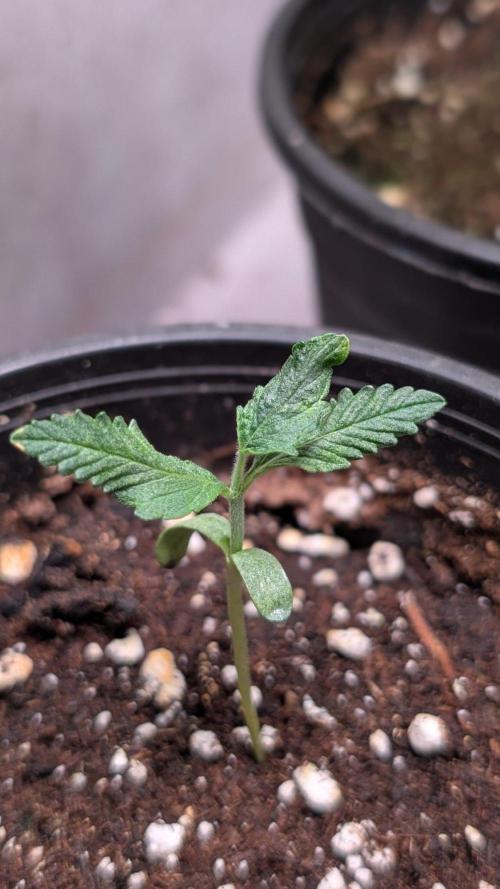 Auto Purple OG Punch. Week 2