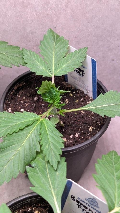 Sundae Frost. Week 3 - Day 17