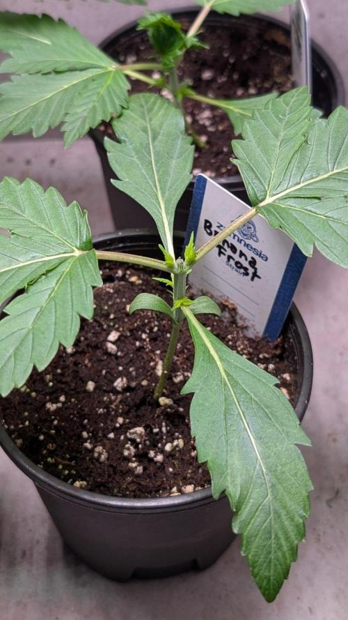 Banana Frost. Week 3 - Day 17