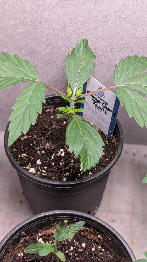Mango Cherry Runtz. Week 3 - Day 17