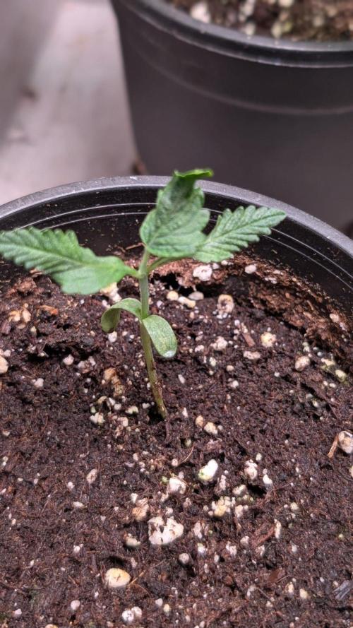Auto Purple OG Punch. Week 2
