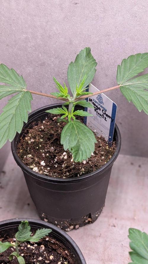 Mango Cherry Runtz. Week 3 - Day 18