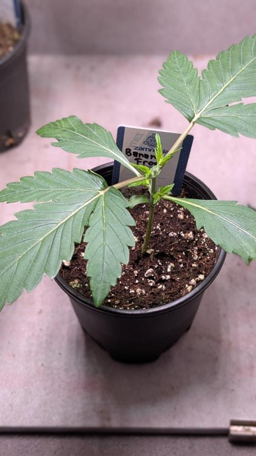 Banana Frost. Week 3 - Day 18