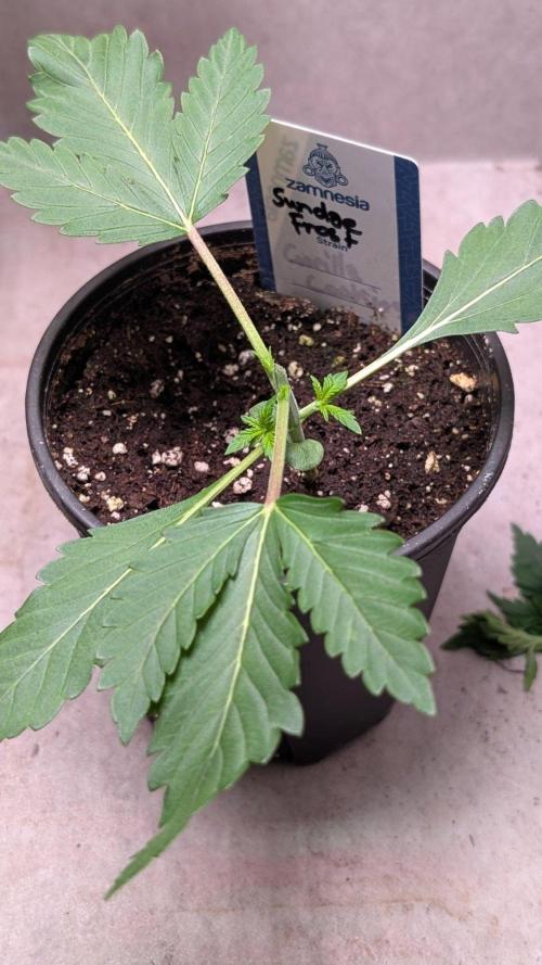 Sundae Frost. Week 3 - Day 18