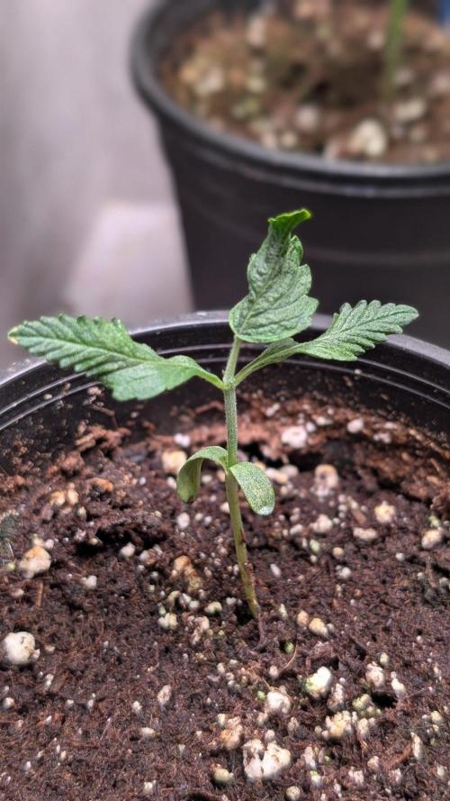 Auto Purple OG Punch. Week 2