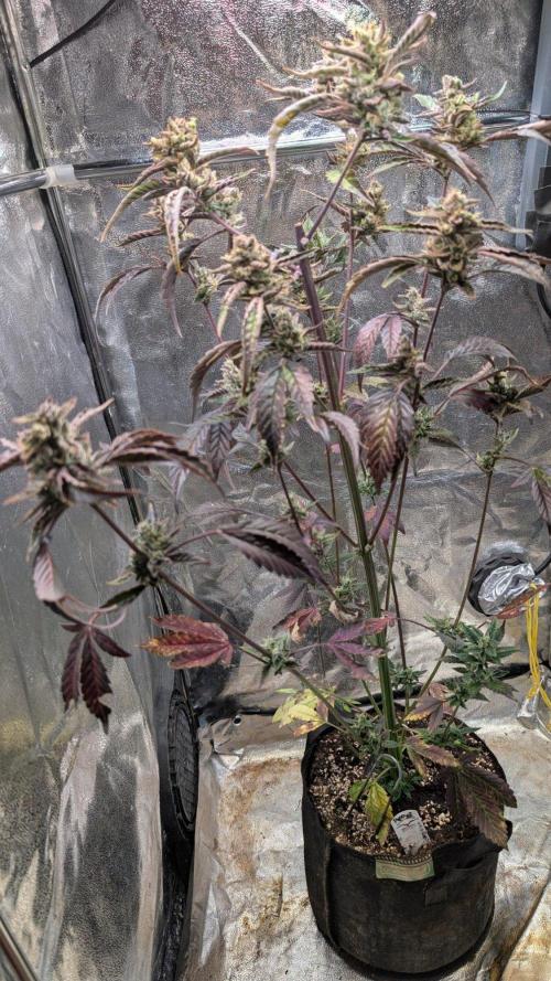 Papaya Cookies Auto Fast Buds. Week 9 - Day 63