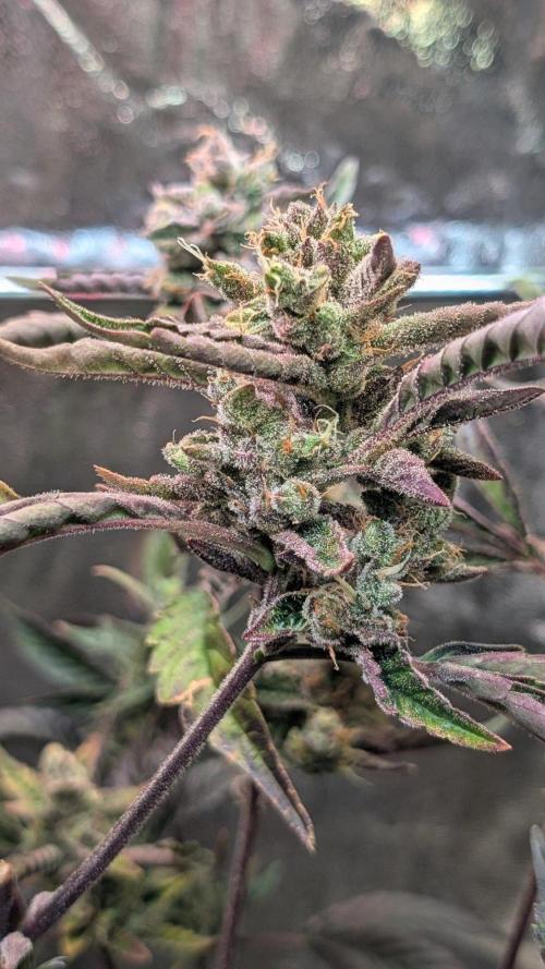 Papaya Cookies Auto Fast Buds. Week 9 - Day 63