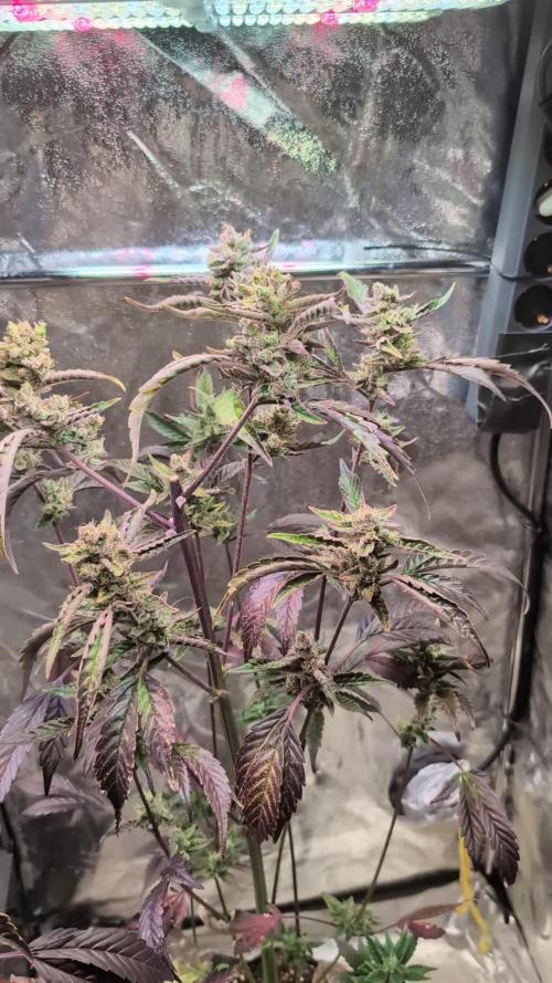Papaya Cookies Auto Fast Buds