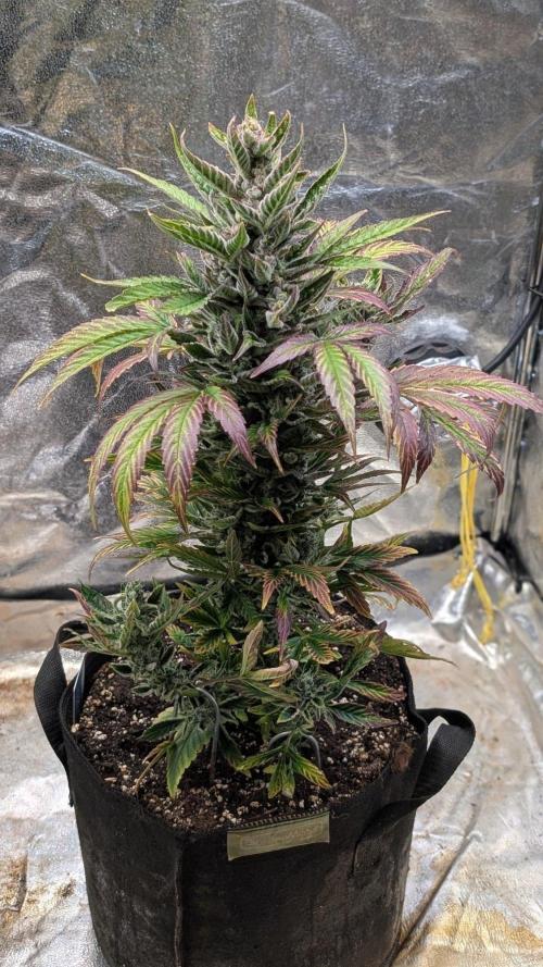 Auto Super Skunk - Sensible Seeds. Week 10 - Day 70