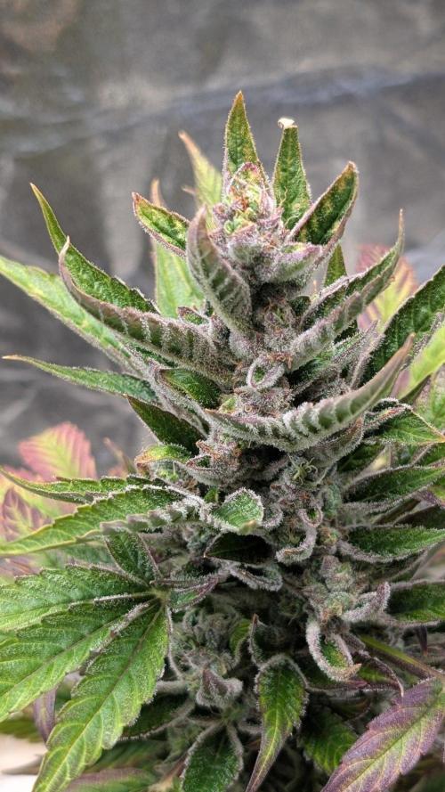 Auto Super Skunk - Sensible Seeds. Week 10 - Day 70