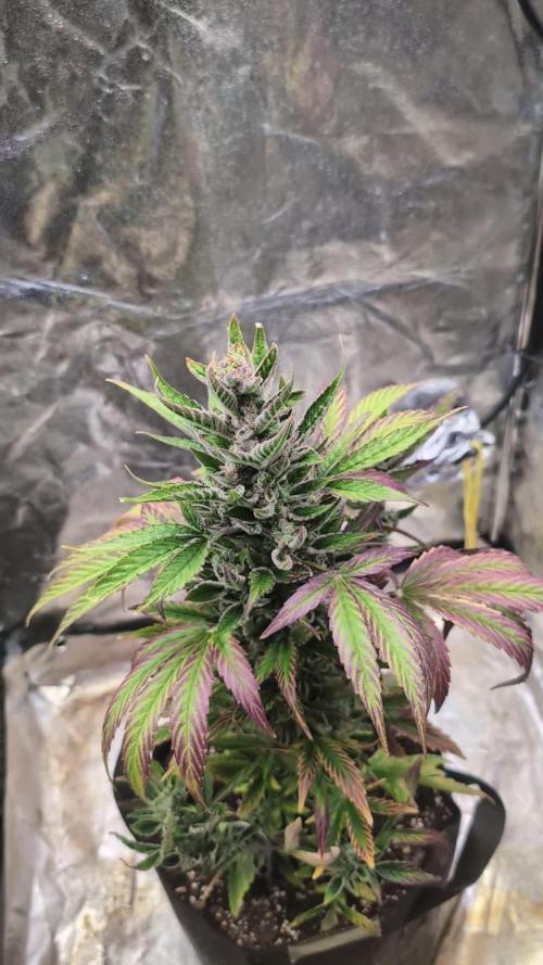 Auto Super Skunk - Sensible Seeds