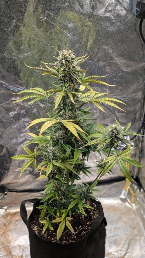 Crystal Candy XL Auto - Sweet Seeds. Week 9 - Day 63