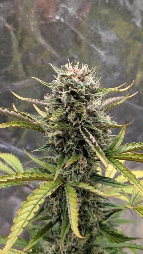Crystal Candy XL Auto - Sweet Seeds. Week 9 - Day 63