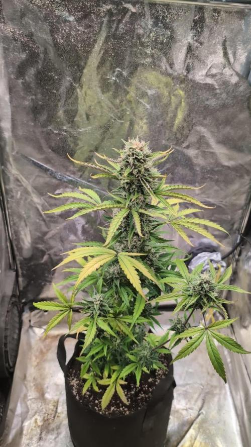 Crystal Candy XL Auto - Sweet Seeds