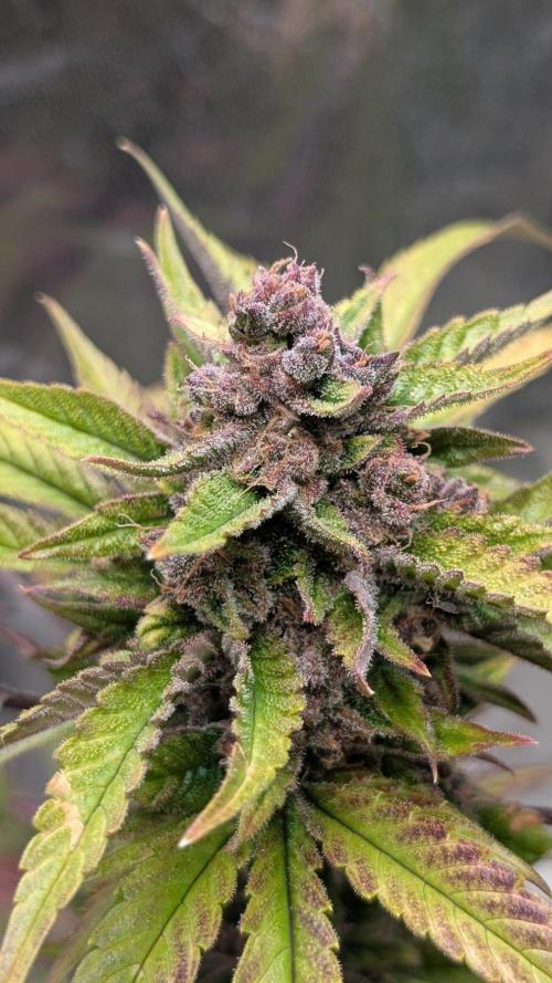 Diablo Rojo XL Auto - Sweet Seeds. Week 9 - Day 63