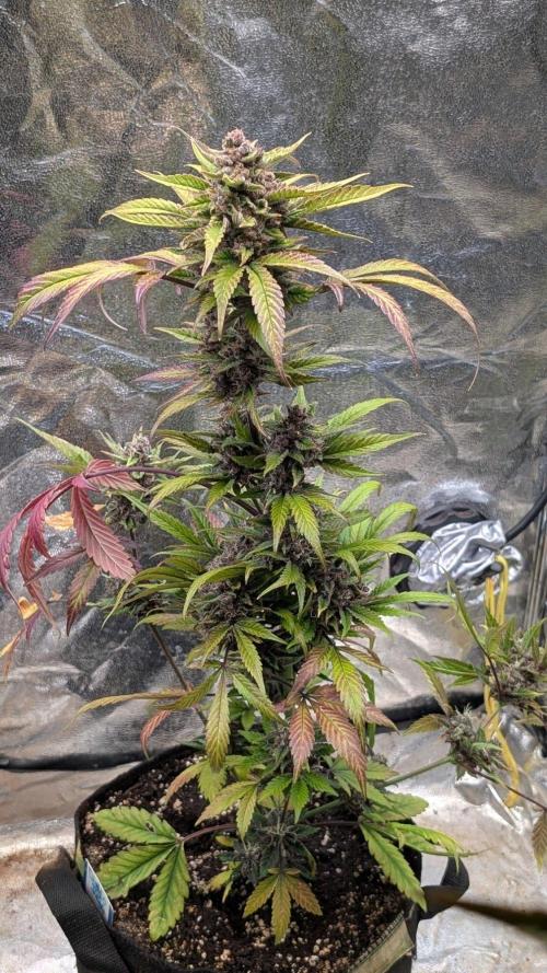 Diablo Rojo XL Auto - Sweet Seeds. Week 9 - Day 63