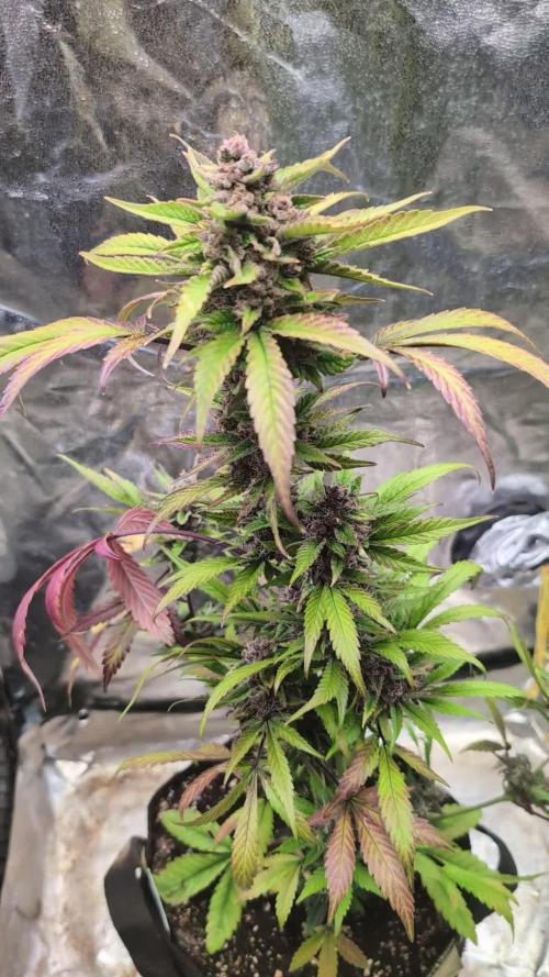 Diablo Rojo XL Auto - Sweet Seeds