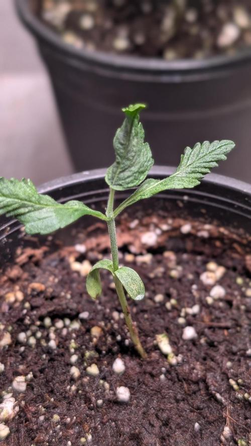 Purple OG Punch. Week 3 - Day 15