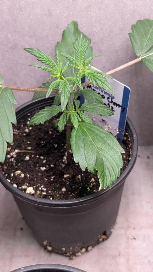 Mango Cherry Runtz. Week 3 - Day 19
