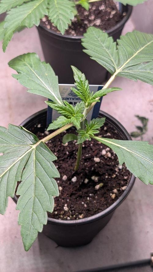 Banana Frost. Week 3 - Day 19