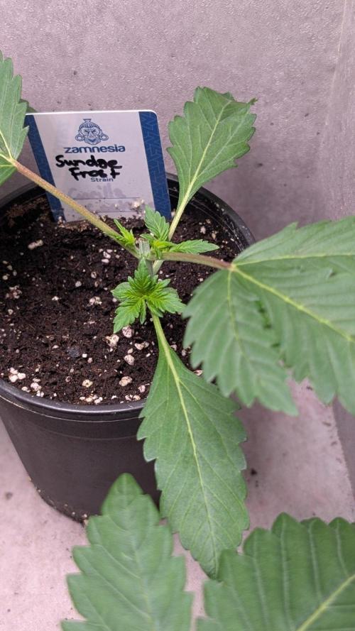 Sundae Frost. Week 3 - Day 19