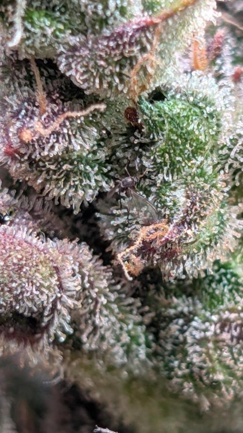 Papaya Cookies Auto Fast Buds. Week 10 - Day 64