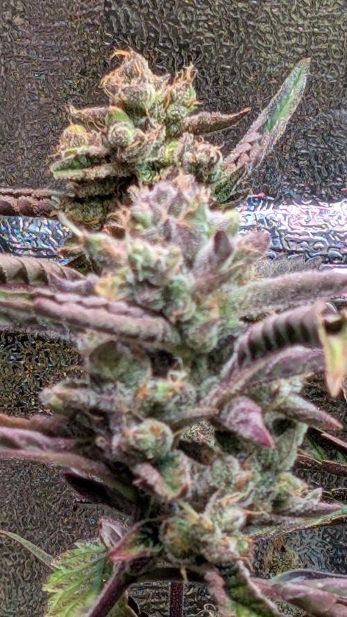 Papaya Cookies Auto Fast Buds. Week 10 - Day 64